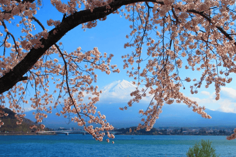 Tokio: tour privado personalizable de 2 días con traslado al hotelTour por la ciudad de Tokio y el Monte Fuji: Conductor y Guía