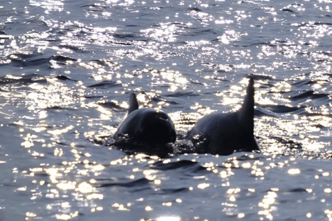 Phuket: Ilha Raya, Ilha Maithon e passeio para observar golfinhos