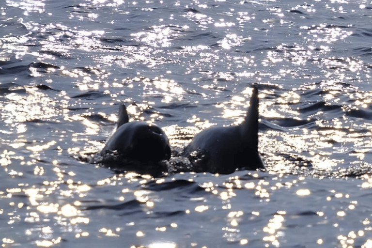 Phuket : L'île de Raya, l'île de Maithon et l'observation des dauphins