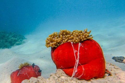 Mauritius: BlueBay Glass Bottom Boat Visit and Snorkeling Private Tour