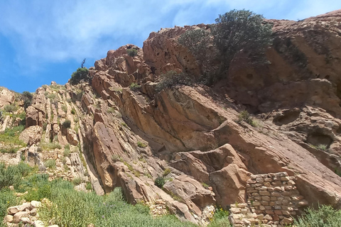 From Tunis: Berber Heritage & Organic Olive Oil Tasting Tour Tunis-Hammamet: Organic Olive Oil Mill Tour & Tasting