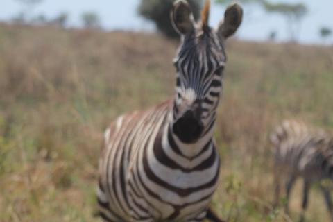 Safari épico: Serengeti, Mikumi, Ngorongoro y Selous