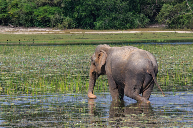 Sigiriya: Private Wilpattu National Park Safari Day Tour