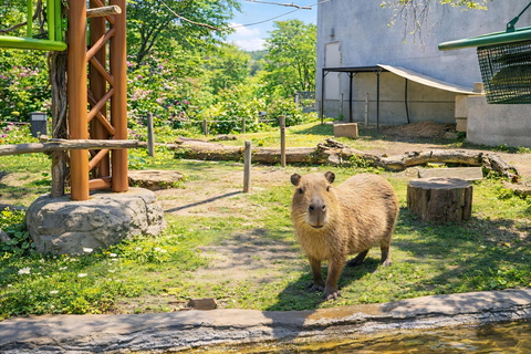 Hokkaido Asahiyama Zoo & Blue Pond Tour & Ningle Terrace 8:00 am meet at Odori Park subway station exit 31