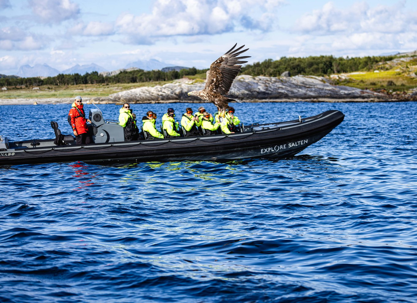 Bodø: Saltstraumen Havørnetur med RIB