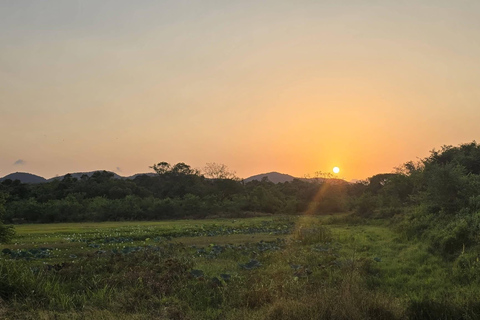 From Sigiriya: Wasgamuwa Wildlife Safari Tour