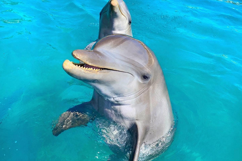 Puerto Plata: City Tour + Ocean World Adventure Park