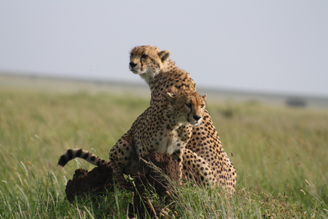 Arusha: 3-Day Safari to Tarangire, Lake Manyara, and …