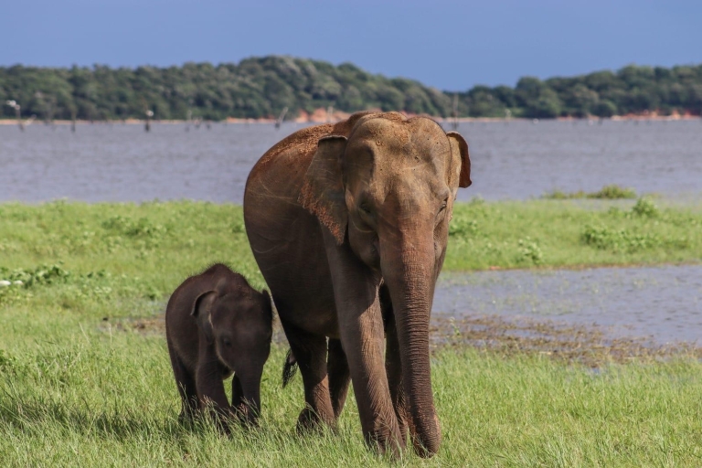 Sri Lanka: Elephant Safari Adventure with Hotel Pickup