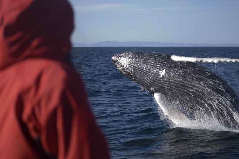 Desde Reikiavik: Tour del Círculo Dorado y Avistamiento de BallenasCírculo de oro y tour de avistamiento de ballenas con traslado al hotel