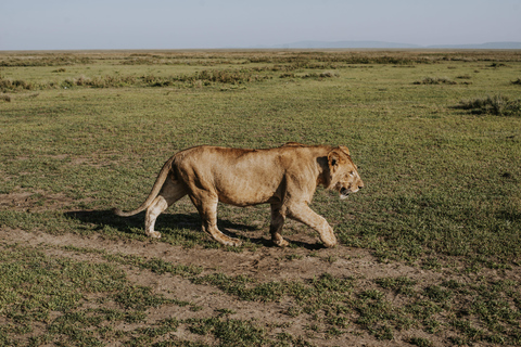 From Arusha: 6-Day Tanzania Magic Safari