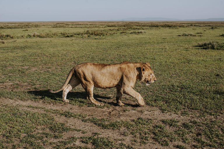 From Arusha: 6-Day Tanzania Magic Safari