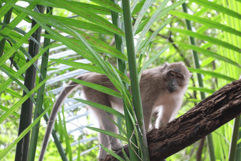 Khao Lak: Sri Phang Nga National Park und Takuapa Tour