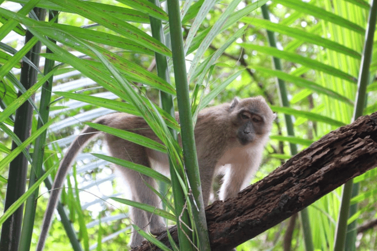 Khao Lak: Sri Phang Nga National Park und Takuapa Tour