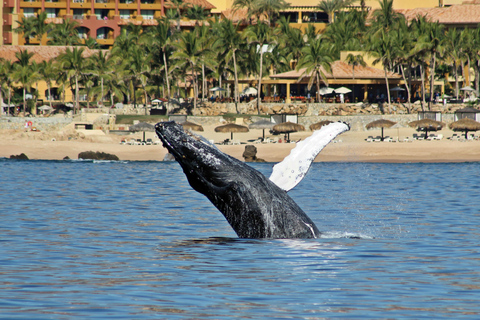 Cabo San Lucas: Walbeobachtungserlebnis auf dem KatamaranWhale Watching Erlebnis