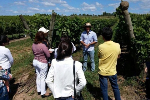Uruguayan Wine Tasting Experience at Pizzorno Wineries