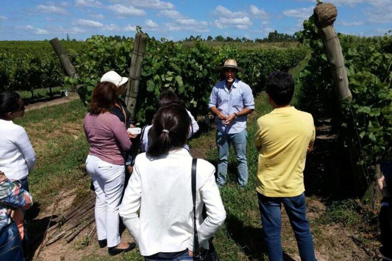 Experiência de degustação de vinhos uruguaios nas vinícolas Pizzorno