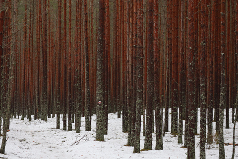 From Tallinn: Jägala Waterfall and Bog Walk Tour