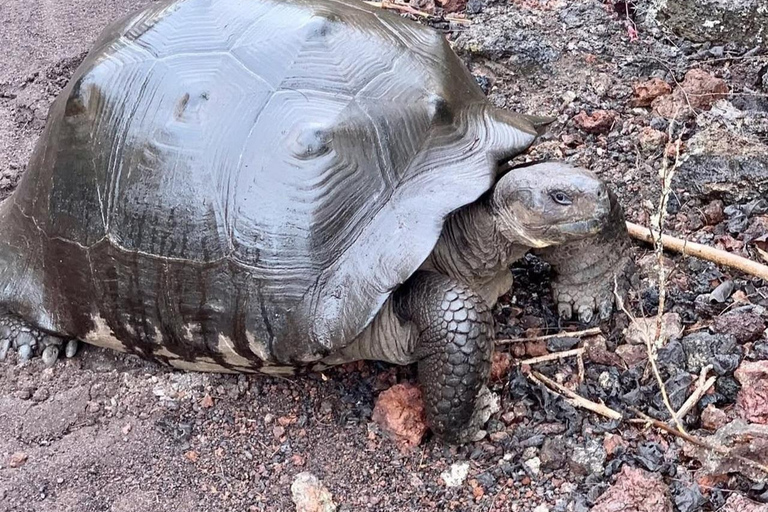 Isabela Island: Wetlands Tour with Giant Tortoise Center