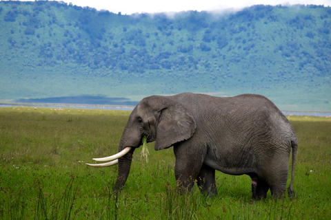 Arusha: Ngorongoro Crater Full-Day Safari Ngorongoro Crater: Full Day Safari