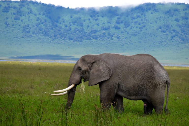 Arusha: Ngorongoro Crater Full-Day Safari Ngorongoro Crater: Full Day Safari