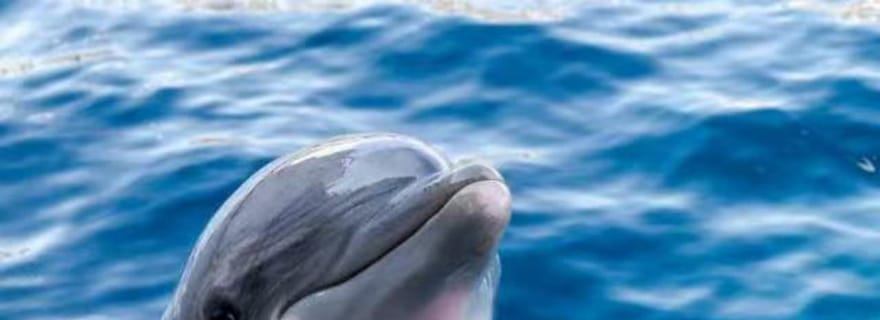 Une douce journée à Hualien : des eaux libres aux vallées sacrées