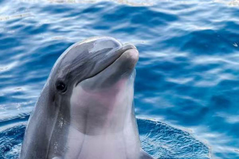 From Taipei to Yilan:Dolphins, Waves, and Whispering Trees 10-hour journey {four-seater business car}