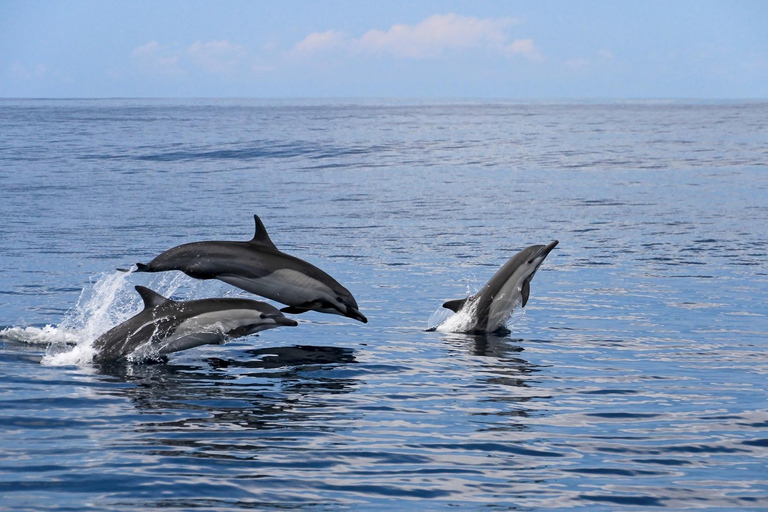 From Tumbes/Zorritos: Whale Watching & Sea Turtle Swim Tour