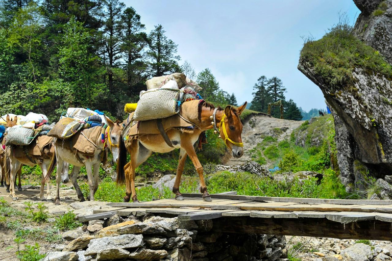 Unvergessliches Reitabenteuer in PokharaUnvergessliches Reitabenteuer