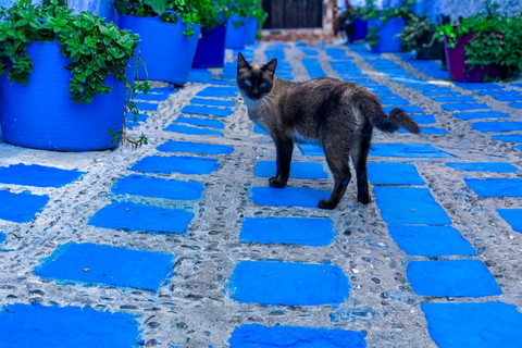 Chefchaouen de luxo: viagem privada de 2 dias saindo de Casablanca