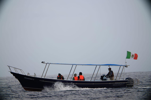 Los Cabos: Whale Watching and Safari