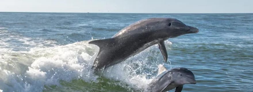Île Anna Maria : croisière avec les dauphins
