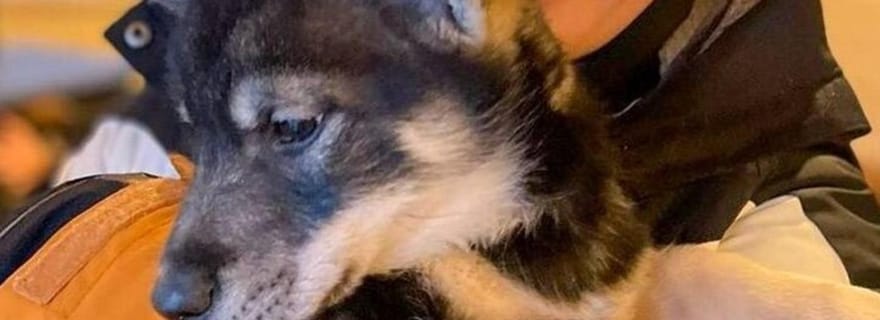 Traîneau à chiens et aventures animalières – Prise en charge au mouillage