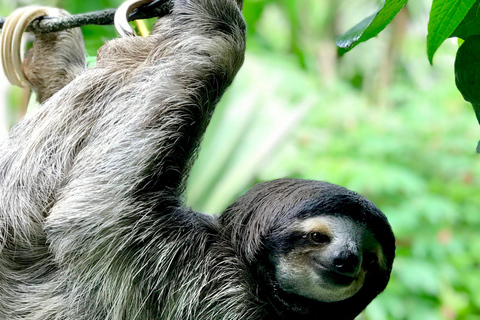 Tour Gatun Lake Wildlife Monkey Watch und Sloth Sanctuary