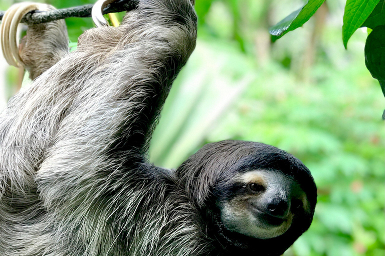 Tour Gatun Lake Wildlife Monkey Watch und Sloth Sanctuary