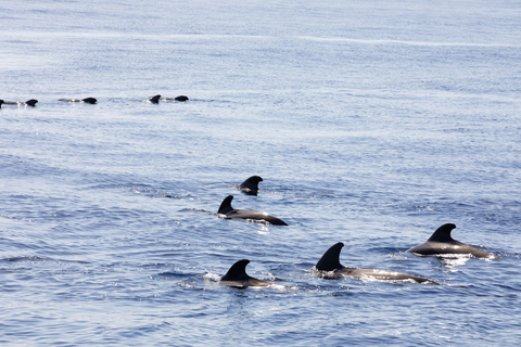 Madeira: escursione in barca di legno con balene e delfini