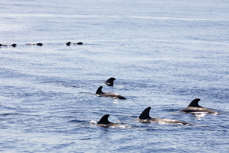 Madeira : Whales and Dolphins wooden boat excursion