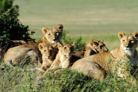 From Nairobi: 8-Day Mara, Nakuru, Naivasha & Amboseli Safari