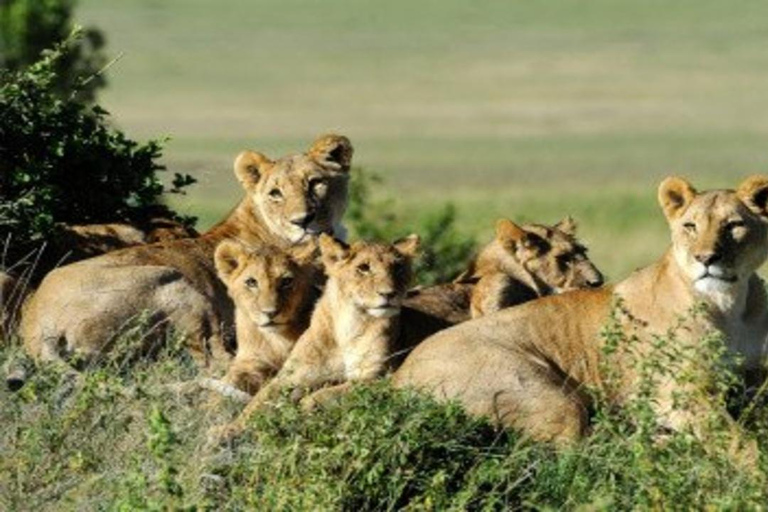 From Nairobi: 8-Day Mara, Nakuru, Naivasha & Amboseli Safari