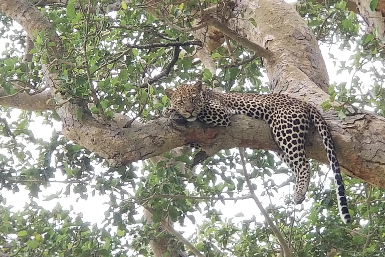 Uganda: 10-dagars safariäventyr från Entebbe