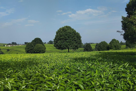 Limuru: E-Bike Ride Through Tea Plantations Limuru: Tea Farms E-Bike riding & sky cycling