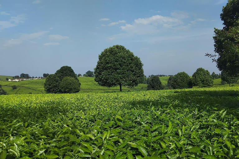 Limuru: E-Bike Ride Through Tea Plantations Limuru: Tea Farms E-Bike riding & sky cycling