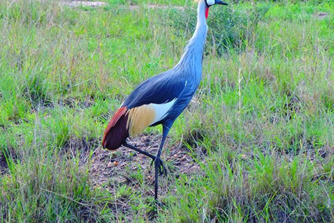 Overnight Safari To Aberdare National Park From Nairobi