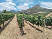 STELLENBOSCH, FRANSCHHOEK VINO DEGIFICATO E TRAM GROUP GROUP - Housity