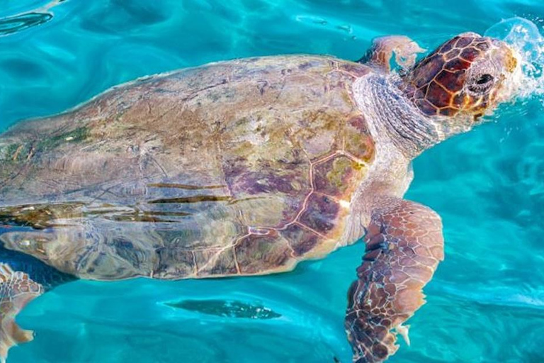 Zakynthos: Grand Island Cruise & 3 Swim Stops with Pickup
