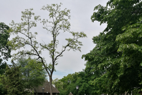 Rondleiding Dorpsmuseum Boekarest