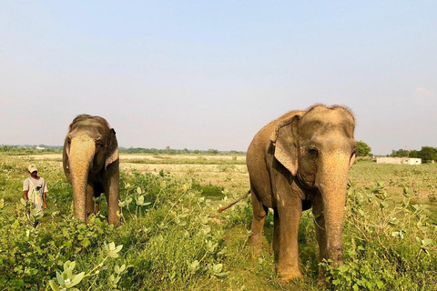 Da Agra: visita al viaggio di conservazione degli elefanti SOS Wildlife