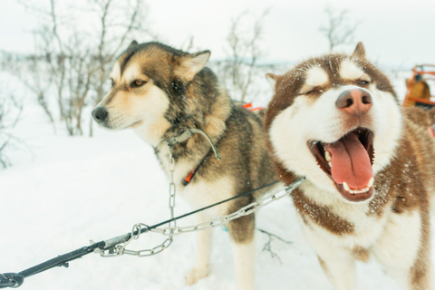 Tromsø: Dog Sledding Tour