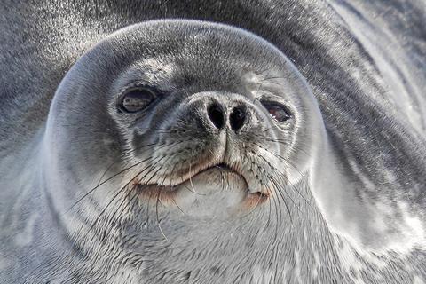 Exposición fotográfica interactiva del mundo de los pingüinos