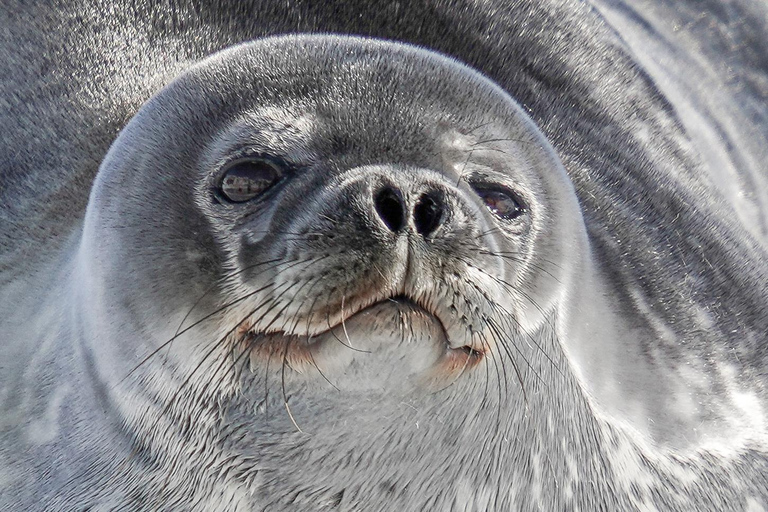 Mostra fotografica interattiva sul mondo dei pinguini